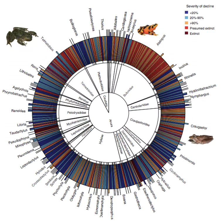 The toll taken by chytrid fungus on amphibians around the world. Each bar represents one species; colours reveal the extent of population declines. (Scheele et al. Science 2019)