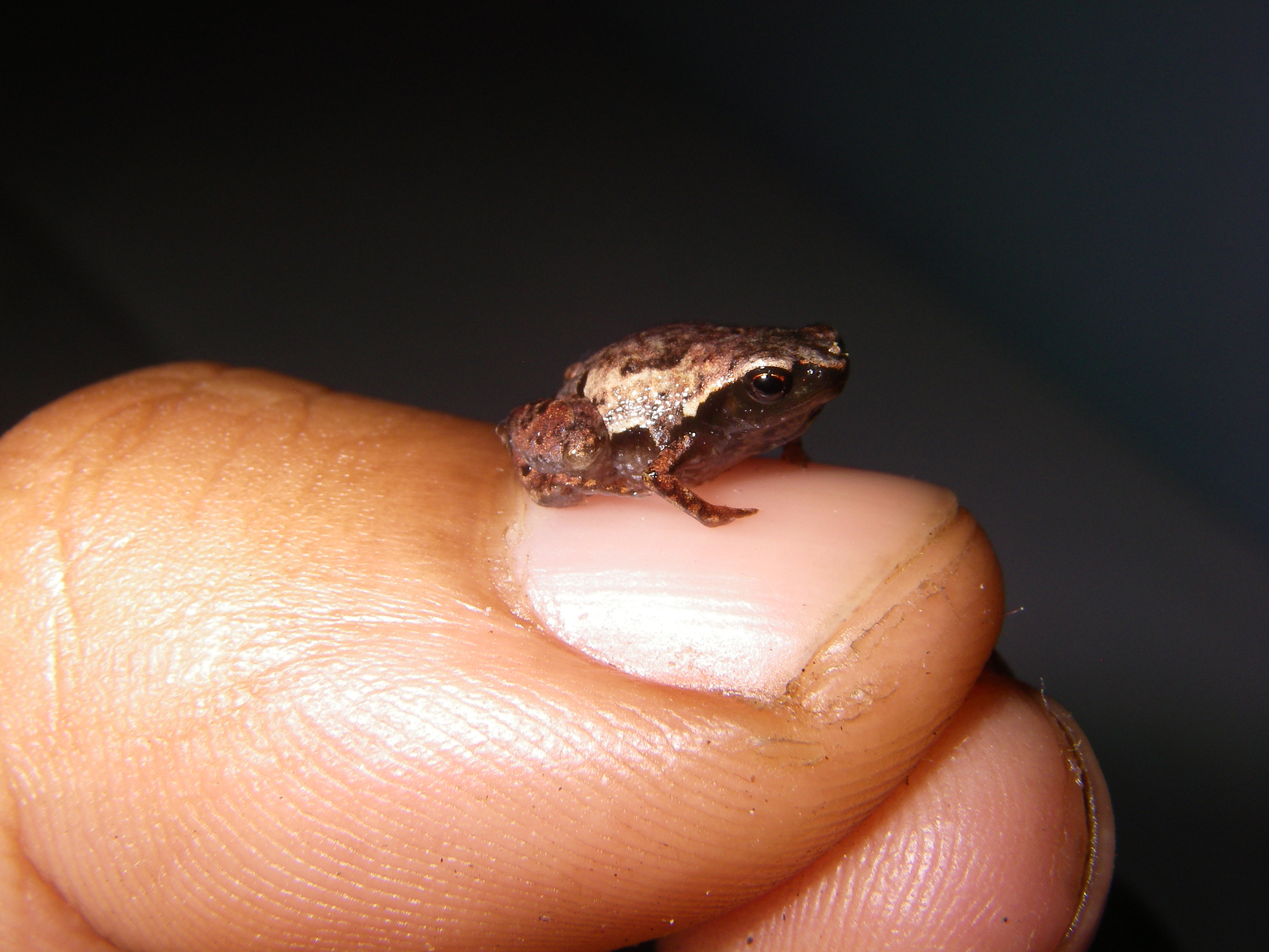 Check Out These Adorable, Tiny Frog Species Just Discovered in