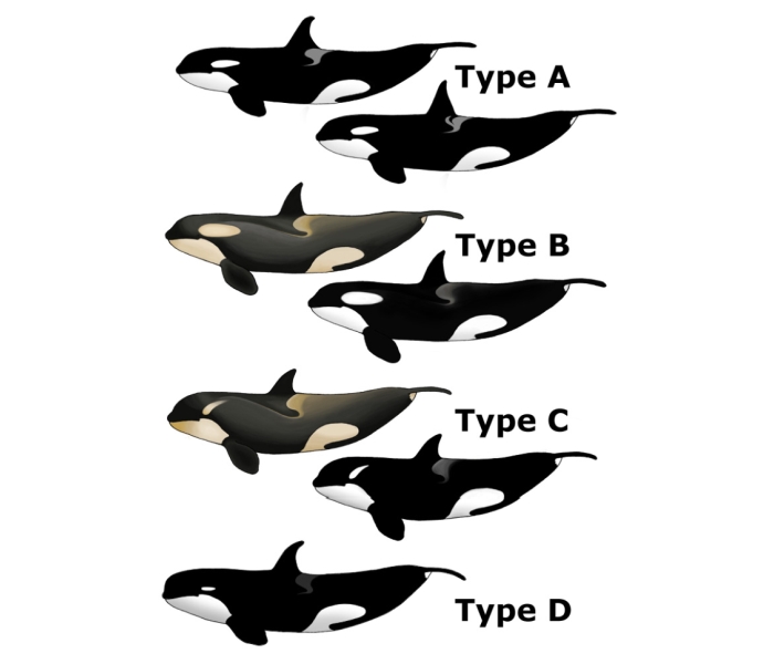 orca types