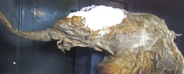 Scientists have 'revived' cell parts from a 28,000-year-old extinct woolly mammoth