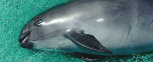 This elusive marine creature is going extinct before our eyes, with barely 10 left alive
