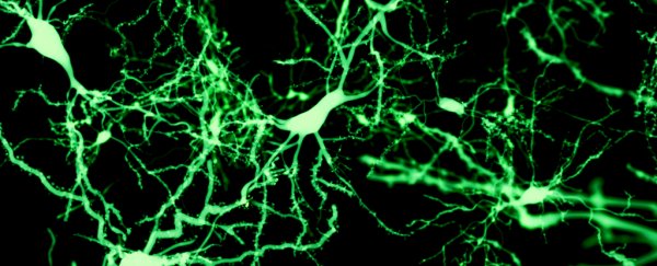 Scientists discover signs of new neurons developing even in adult brains as old as 87