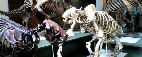 Humans once hunted and slaughtered giant sloths, 12,000-year-old knife shows