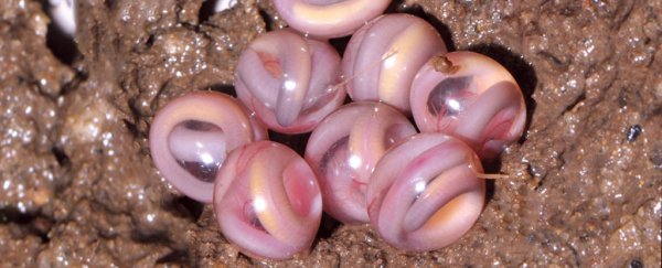 This photo of 'not marbles' is probably the strangest  thing you'll see all day