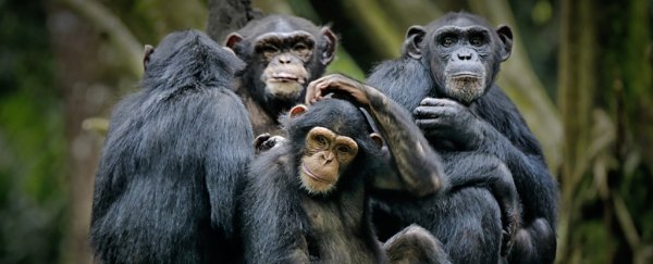 Chimps have their own cultures, and humans are destroying them