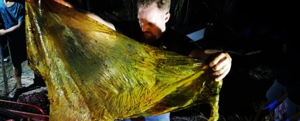 That dead whale with 40kg of plastic in its guts is part of a devastating trend