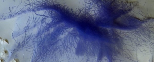 Stunning 3D images reveal a blue 'hairy structure' on the surface of Mars