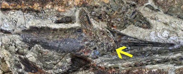 Catastrophic New Details From The 'Day The Dinosaurs Died' Uncovered in Fossils