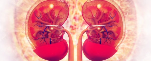 The first living person with HIV has successfully provided a kidney for transplant