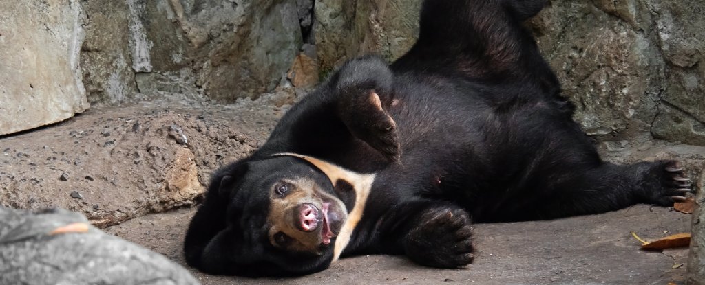 Sun bears just joined a short list of animals with a weird and complex social skill