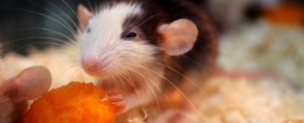 Scientists have cured alcoholic rats by shooting lasers at their brains