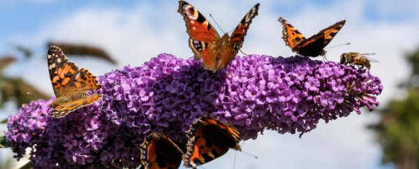 Insects are disappearing, but California just got a beautiful explosion of butterflies