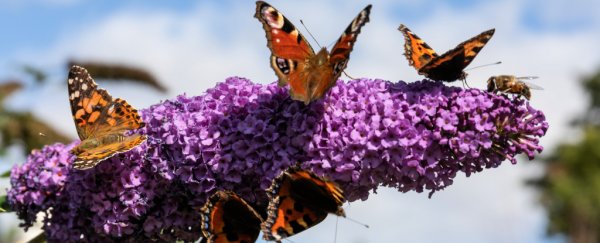 Αποτέλεσμα εικόνας για butterflies