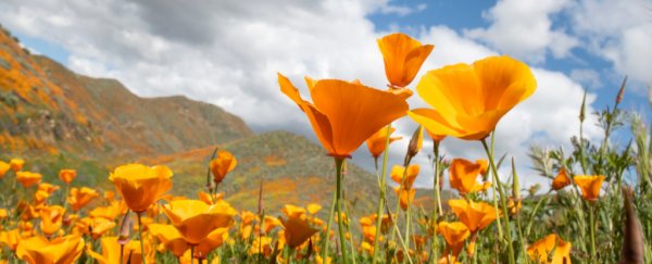 Hikers land helicopter in the middle of a poppy super bloom, and officials are furious
