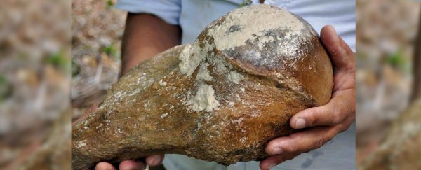 Divers Found the Ancient Remains of a Giant Sloth in a Deep Sinkhole in Belize