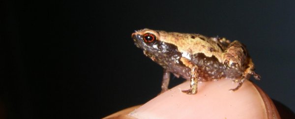 Check out these adorable, tiny frog species just discovered in Madagascar