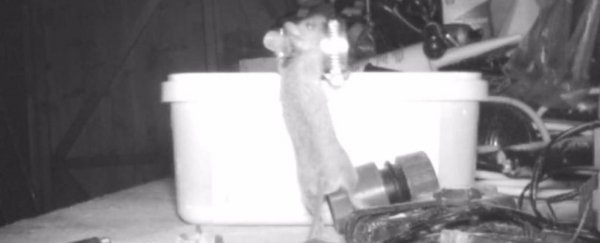 Man shocked to discover a mouse kept cleaning his shed at night. This is why