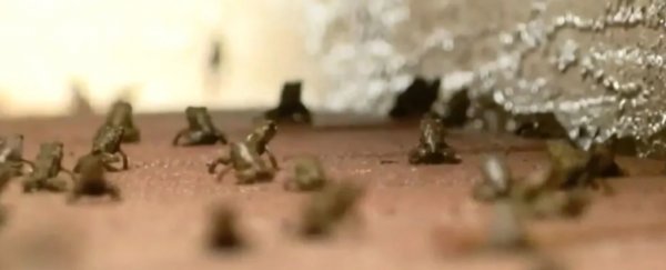 Florida community taken over by thousands of toxic toads 'covering every square inch'