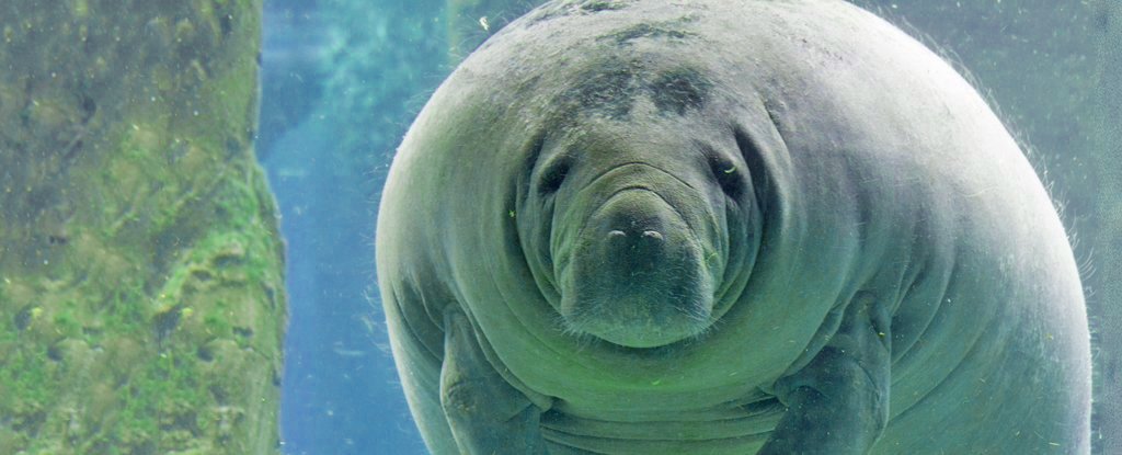 These 5 Horrifyingly Weird Animal Butts Are The Distraction We All Need  Right Now : ScienceAlert