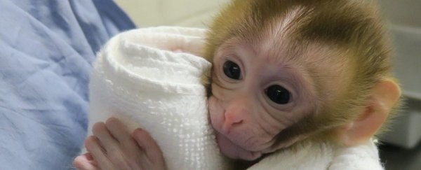 This adorable monkey represents fertility hope for male childhood cancer survivors