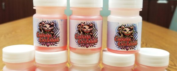 People are getting dangerously high on a bizarre catnip cocktail for 'pet anxiety'