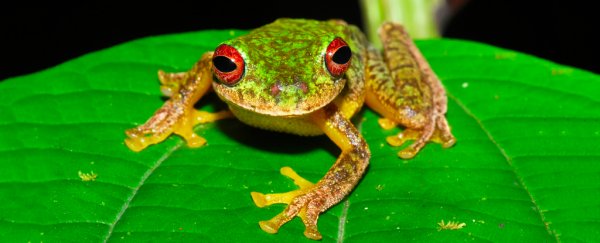 Deadly frog pathogen wipes out 90 species, is the most destructive disease we've seen