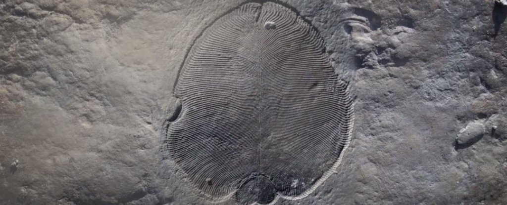 The world’s earliest known animals may not have looked the way we thought