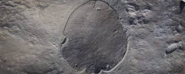 The world's earliest known animals may not have looked the way we thought