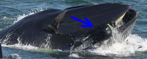 This diver in South Africa ended up inside a whale, and survived