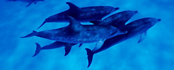 A Dozen Dolphins Have Beached Themselves, Showing The Deadly Hallmark of Alzheimer's