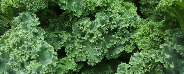 Kale may not always be good for you - here's when you should be careful eating it