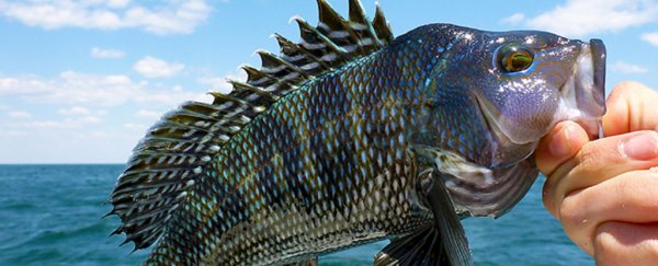 It's happening: study confirms our oceans are already losing vast quantities of fish