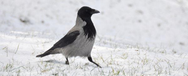 Two species of crow are evolving before our eyes in Europe