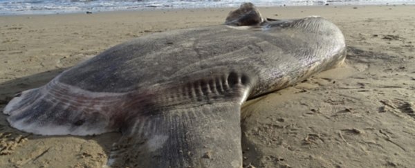 Mysterious, giant sunfish washes ashore in California, amazing scientists