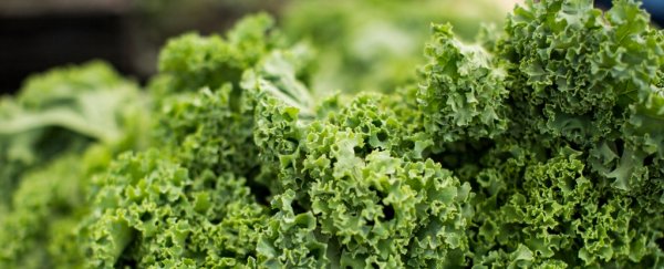 Kale is now one of the most pesticide-contaminated vegetables