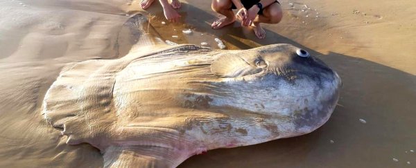Look at this absolutely enormous fish discovered on a beach in Australia