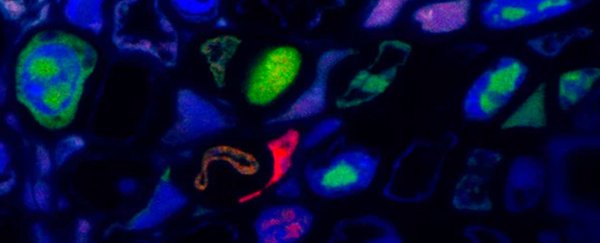 Incredible virus discovery just changed our understanding of how they can spread