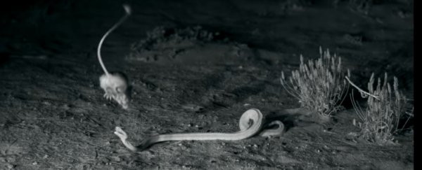 Video shows sweet little kangaroo rats using epic ninja moves to escape rattlesnakes