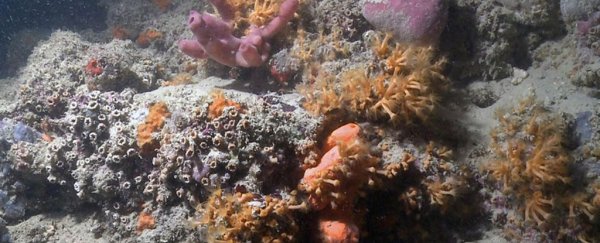 Italy's first known coral reef has been discovered