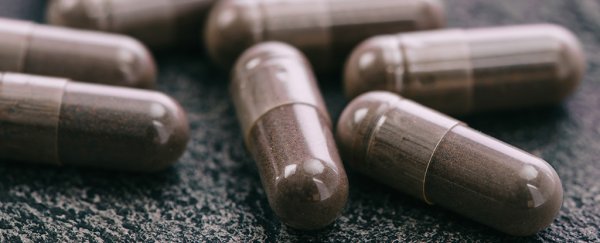 'Good' bacteria in probiotics could evolve in the gut to do harm, experiment suggests