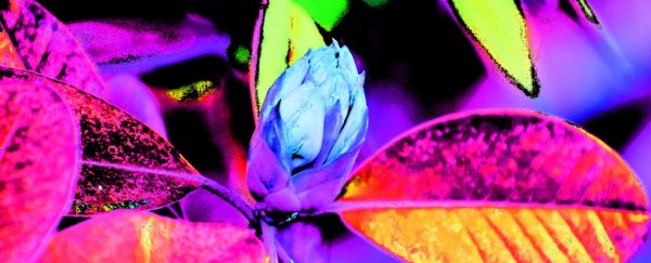 Psychedelic microdosing in rats appears to reduce anxiety and depression