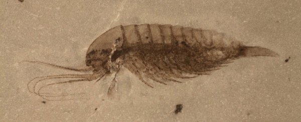 Scientists have unearthed an incredibly rare haul of precious fossils in China
