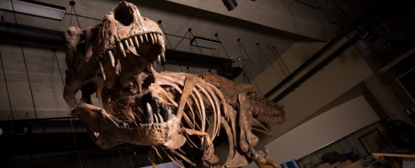 Palaeontologists in Canada Discover The Biggest T. rex Yet, And It's Epic