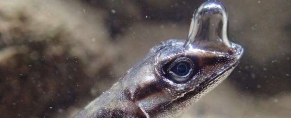 This odd scuba-diving lizard can stay underwater for 16 minutes thanks to this trick