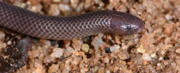 Newly discovered snake can strike you with venom without even opening its mouth