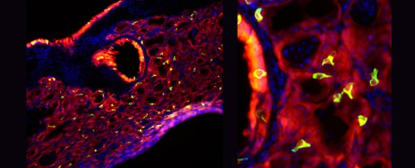 A severe case of the flu resulted in 'taste bud' cells growing in the lungs of mice