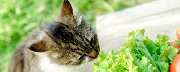 There's a concerning trend of pet owners wanting to turn their carnivore animals vegan