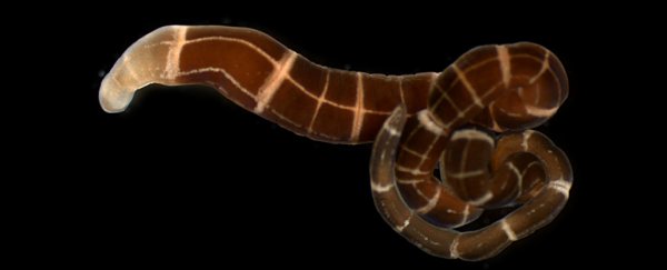 In an evolutionary twist, these worms have independently started regrowing their heads