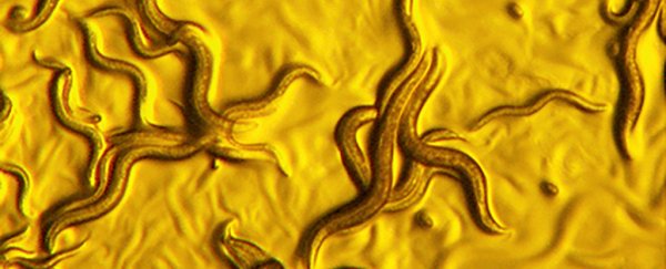 Scientists discover nightmarish bacteria that eats parasitic worms from inside out