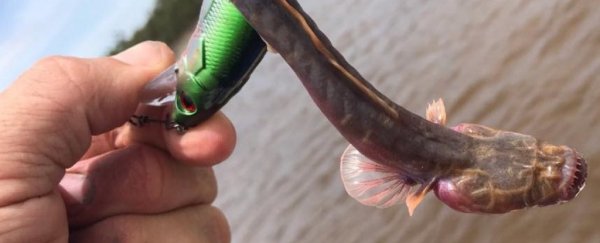 This rare fish has no eyes, needle teeth, and looks like it may burst from your chest